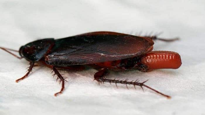 Zwalczanie karaluchów. Jak wygląda jajo prusaka, karalucha ? STANDER Białsytok